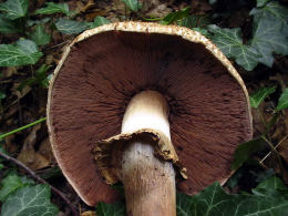 Agaricus bohusii  5 Mushroom