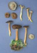 Cantharellus tubaeformis2 Mushroom