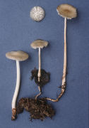 Xerula megalospora Mushroom