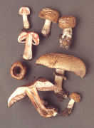 Agaricus langei4 Mushroom