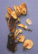 Collybia velutipes Mushroom