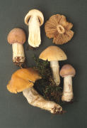 Rozites caperatus2 Mushroom