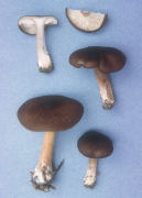 Melanoleuca melaleuca2 Mushroom