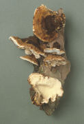 Ischnoderma resinosum3 Mushroom