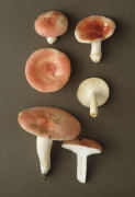 Russula luteotacta Mushroom
