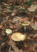 Amanita phalloides field Mushroom