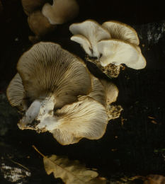 Pleurotus ostreatus 005 Mushroom