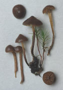 Galerina phillipsii2 Mushroom