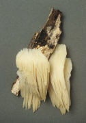 Hericium erinaceus Mushroom