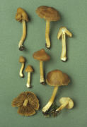 Inocybe napipes3 Mushroom