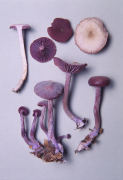 Laccaria amethystea 3 Mushroom