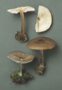 Melanoleuca arcuata Mushroom