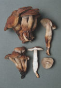 Collybia fusipes Mushroom