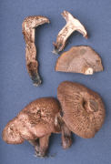 Sarcodon feanicum Mushroom