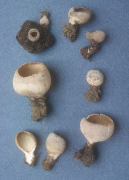 Tarzetta cupularis Mushroom
