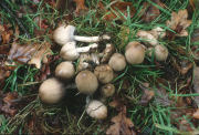 Coprinus atramentariusF Mushroom