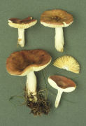 Russula nitida2 Mushroom
