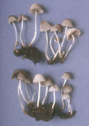 Coprinus disseminatus Mushroom
