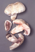 Agaricus bernardii2 Mushroom