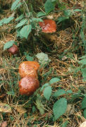 Boletus badius F Mushroom