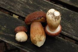Boletus pinicola 5 Mushroom