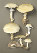 Agaricus sylvicola Mushroom
