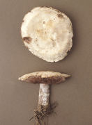 Agaricus devoniensis Mushroom