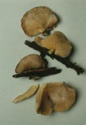 Panellus serotinus 3 Mushroom
