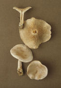 Clitocybe rivulosa Mushroom