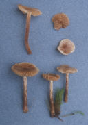 Hebeloma sterlingii Mushroom