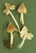Hygrocybe calyptraeformis Mushroom