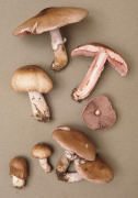 Agaricus langei6.jpg Mushroom