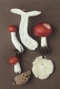 Russula emetica 2 Mushroom