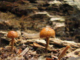 Flammulaster muricatus  4 Mushroom
