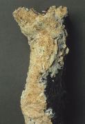 Schizopora paradoxa Mushroom
