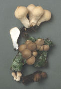 Lycoperdon pyriforme2 Mushroom