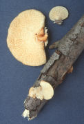 Polyporus alveolaris Mushroom