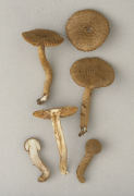 Inocybe longicystis Mushroom