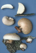 Piptoporus betulinus Mushroom