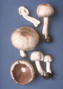 Agaricus placomyces2 Mushroom