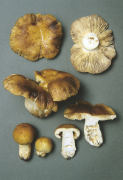 Russula foetens Mushroom