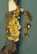 Stereum hirsutum2 Mushroom