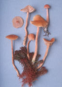 Laccaria laccata Mushroom