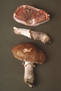 Agaricus langei6 Mushroom