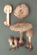 Macrolepiota rhacodes Mushroom