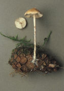Baeospora myosura Mushroom