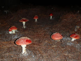 Amanita muscaria 26 Mushroom
