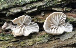 Clitopilus hobsonii Mushroom