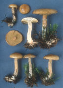 Suillus intermedius Mushroom