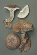 Lactarius blennius Mushroom